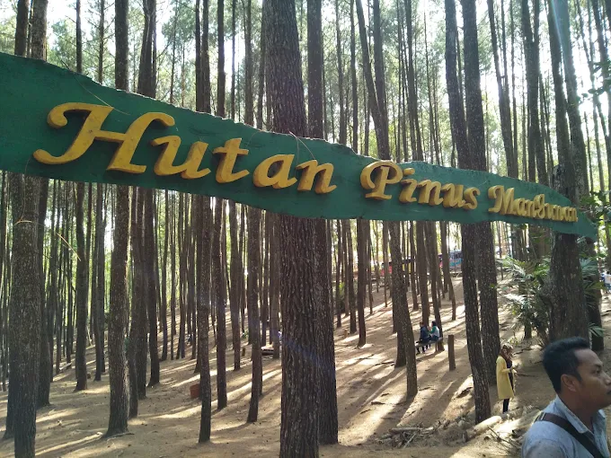Hutan Pinus Mangunan