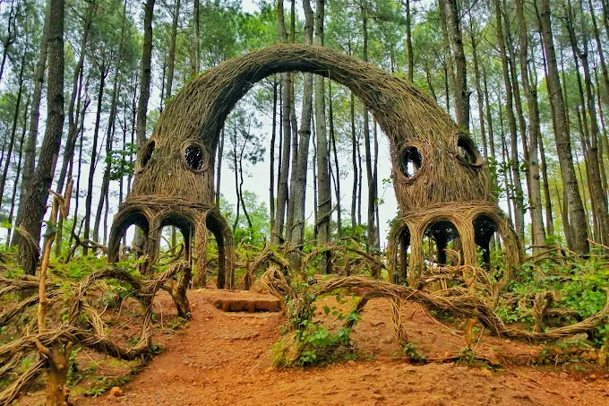 Hutan Pinus Pengger