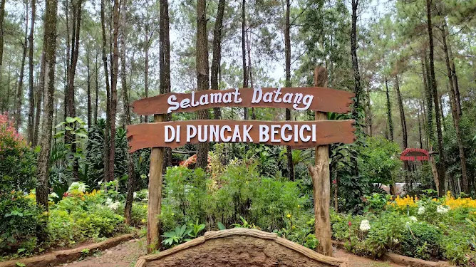 Puncak Pinus Becic